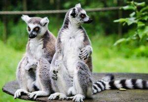 Madagascar-2463149_640