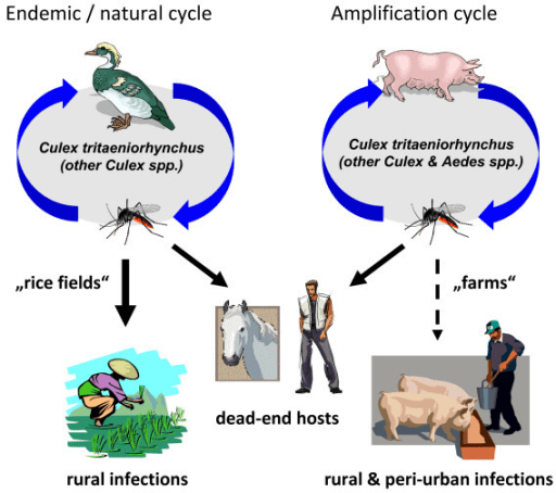 Ciclo vitale JE