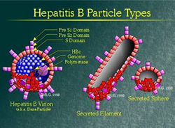 Epatite B