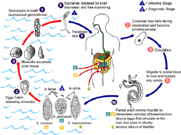 ciclo