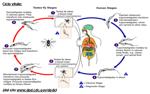 ciclo vitale