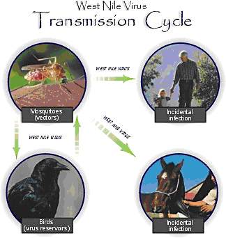 West Nile Transmission Cycle