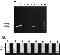 Esame biologico molecolare