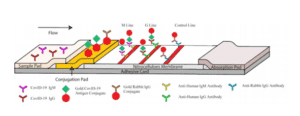 COVID19: test IgM IgG