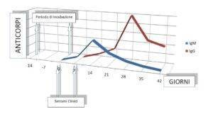 incubazione - malattia - anticorpi COVID-19