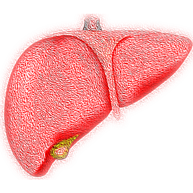 liver-4081243_640