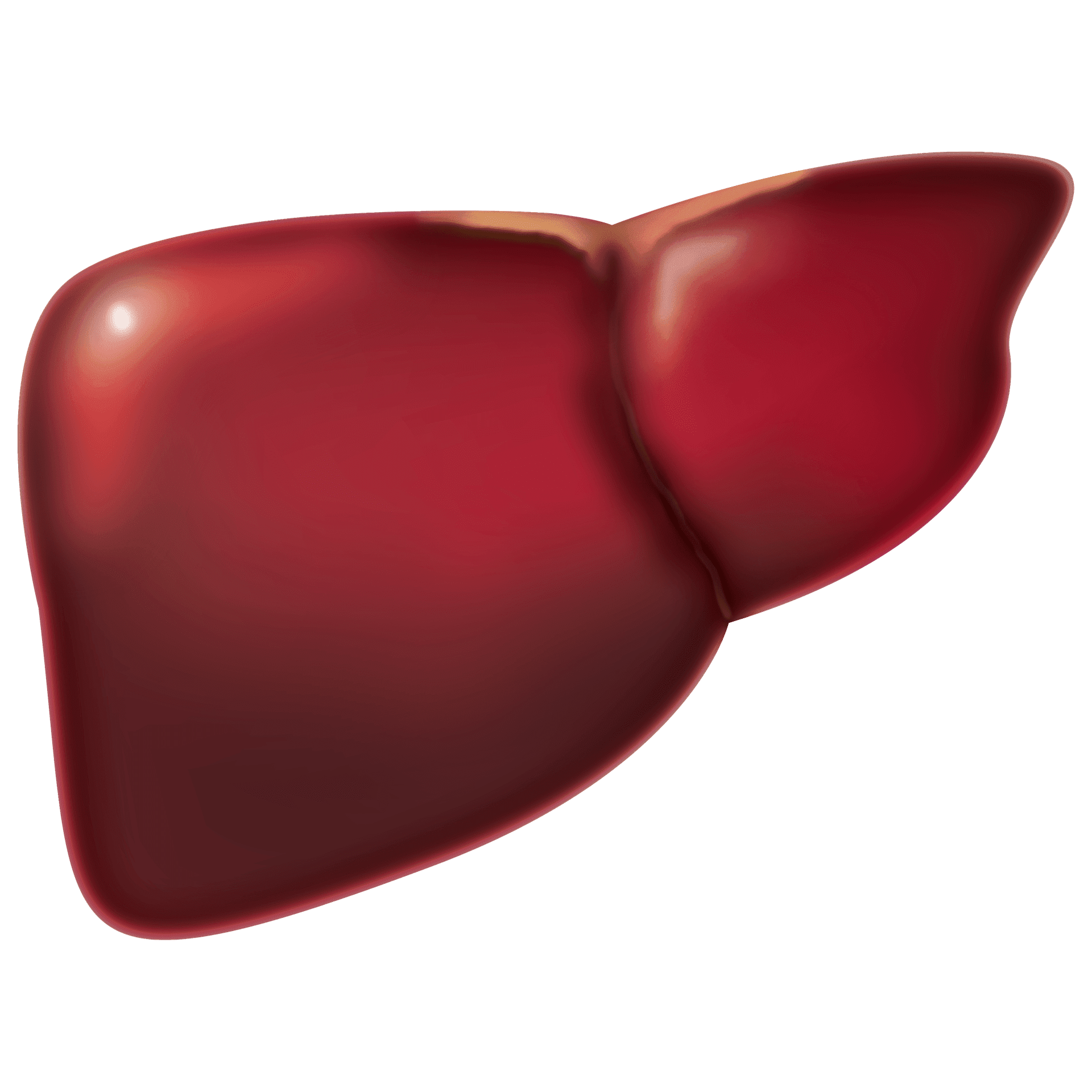 liver-gf0b6288b0_1920