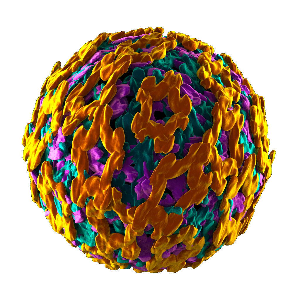 Yellow fever virus