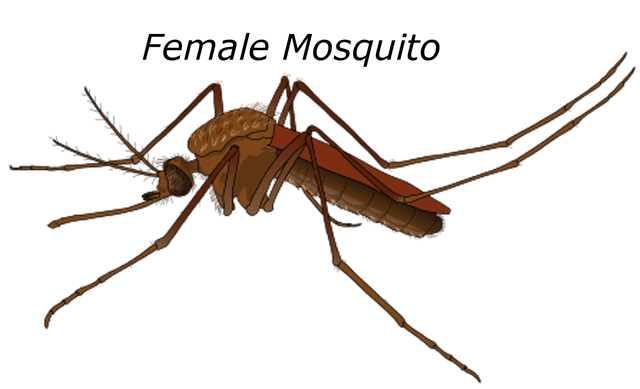 malaria