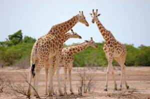 a group of giraffes standing around in the dirt