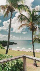 green coconut trees by the beach