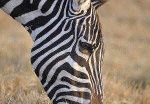 Zebra in morning light, Nakuru National Park, Kenya