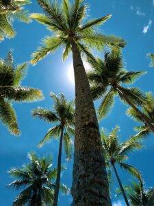 low-angle view of palm trees during daytime