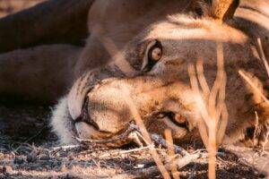 brown lion lying on ground covered with snow during daytime