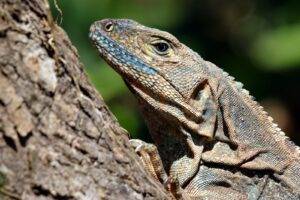 a close up of a lizard on a tree