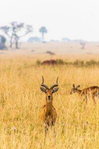 brown deer on brown grass field during daytime