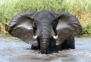 elephant drinking water on river during daytime