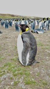 black and white penguins on green grass during daytime