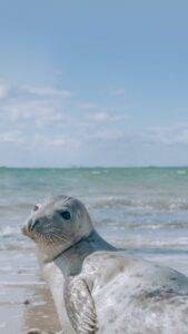 sea lion on beach shore during daytime