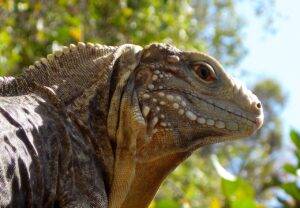 iguana, cuba, reptile