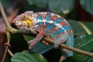 animals, reptiles, scaly creeper panther chameleon