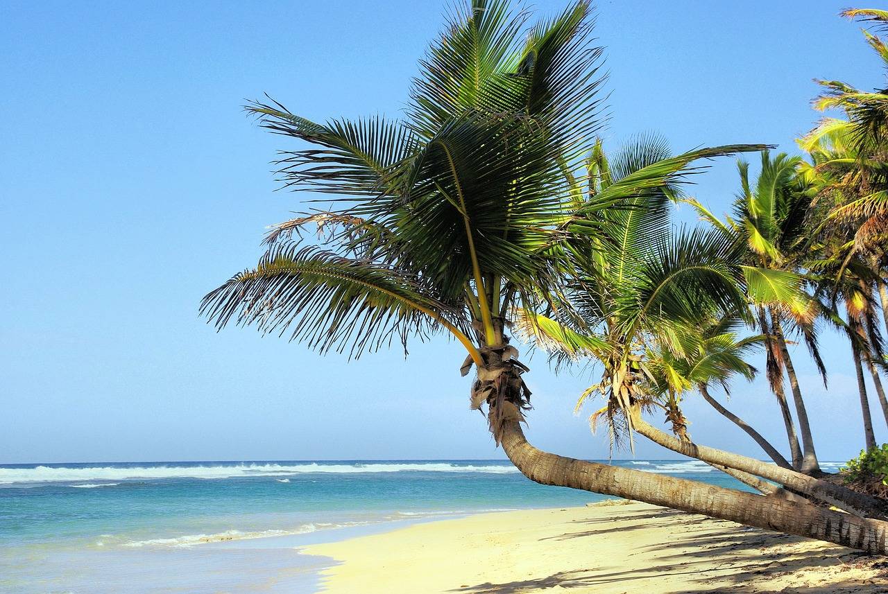 cuba, beach, coconut trees