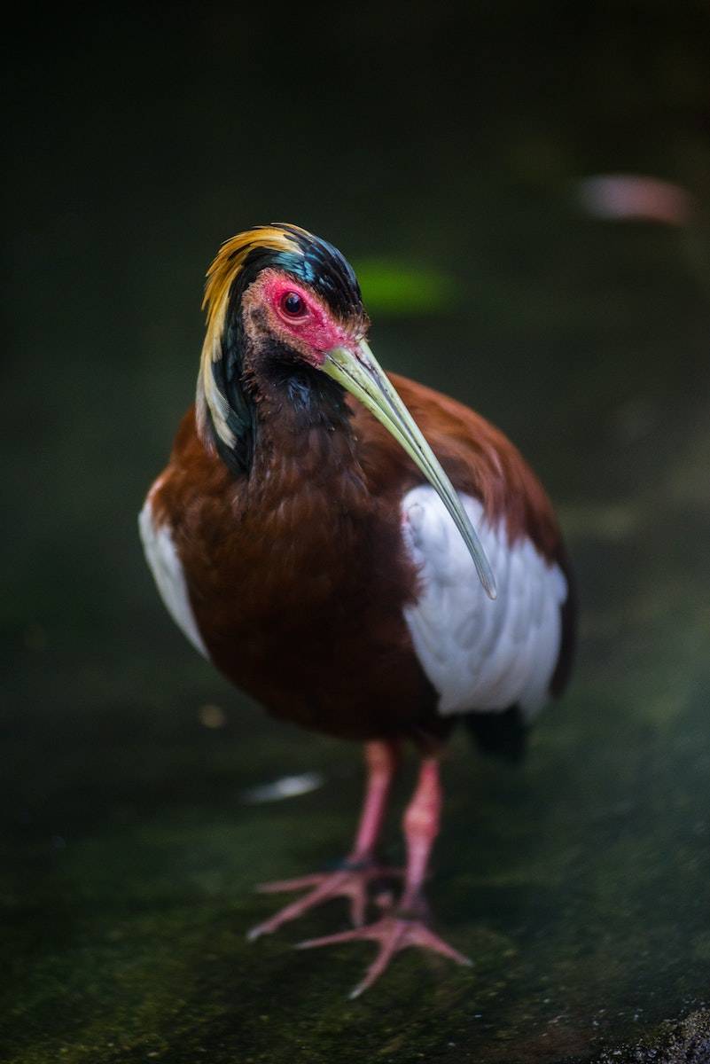 Close up of Madagascar Ibis