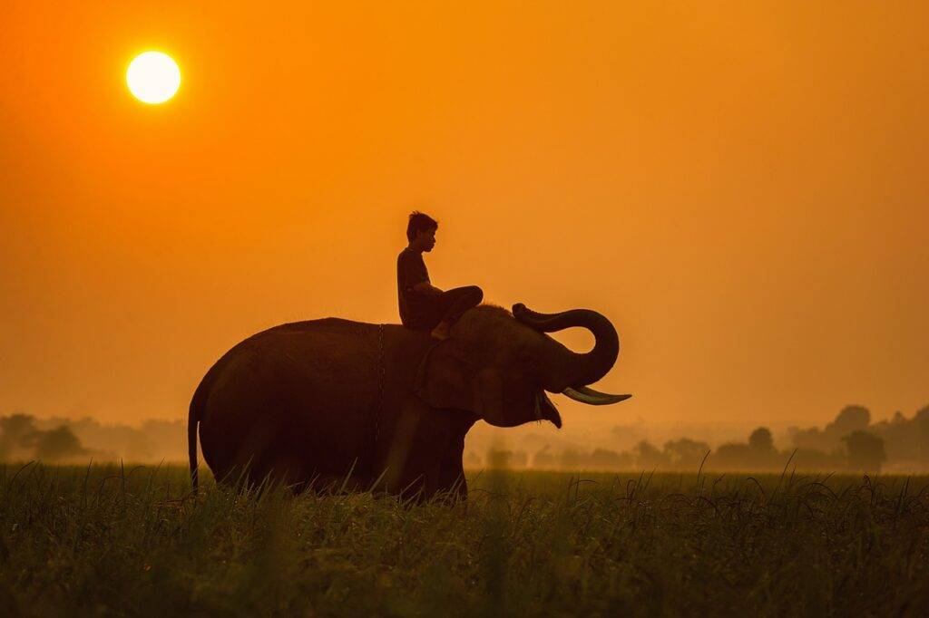 animals, asia, cambodia