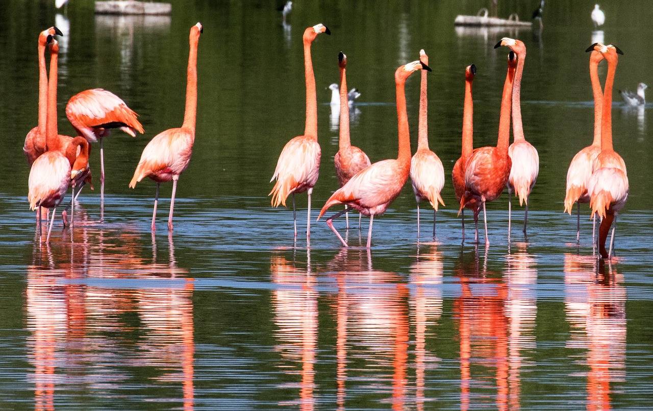 cuba, flamingoes, wading