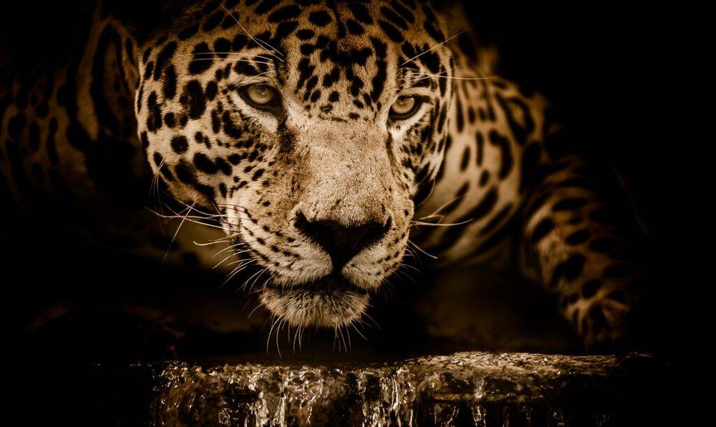 jaguar, wild cat, feline