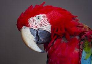 Red, Blue, and Green Parrot