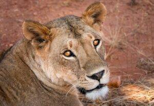 lioness, lion, wild