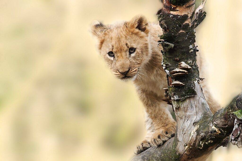 lion, cub, cat