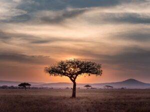 brown tree on surrounded by brown grass during golden hour