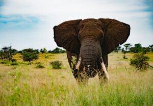 elephant on green grass field under blue sky during daytime