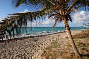 palm tree on beach shore during daytime