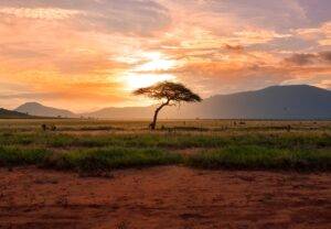 tree between green land during golden hour