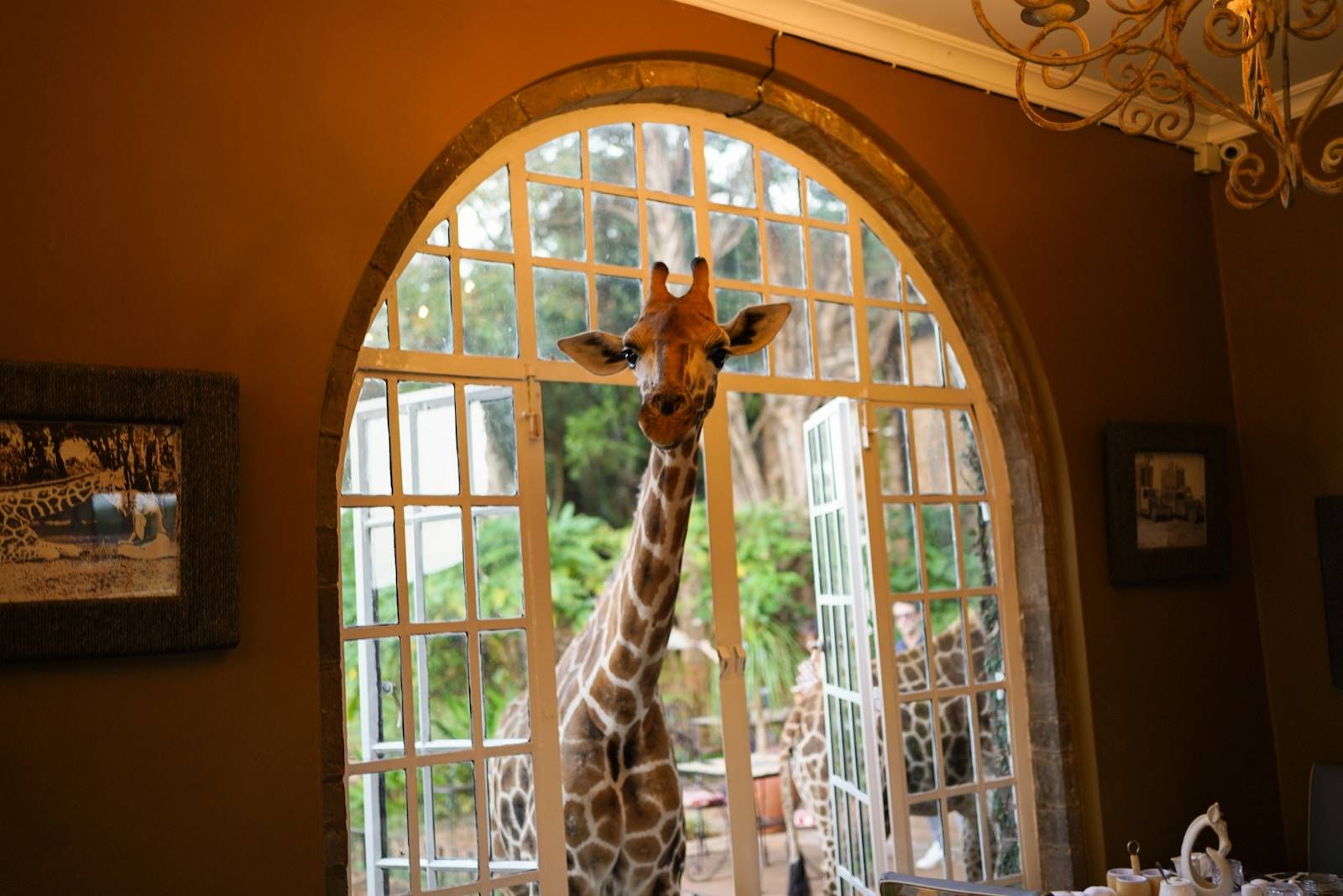 giraffe on window during daytime