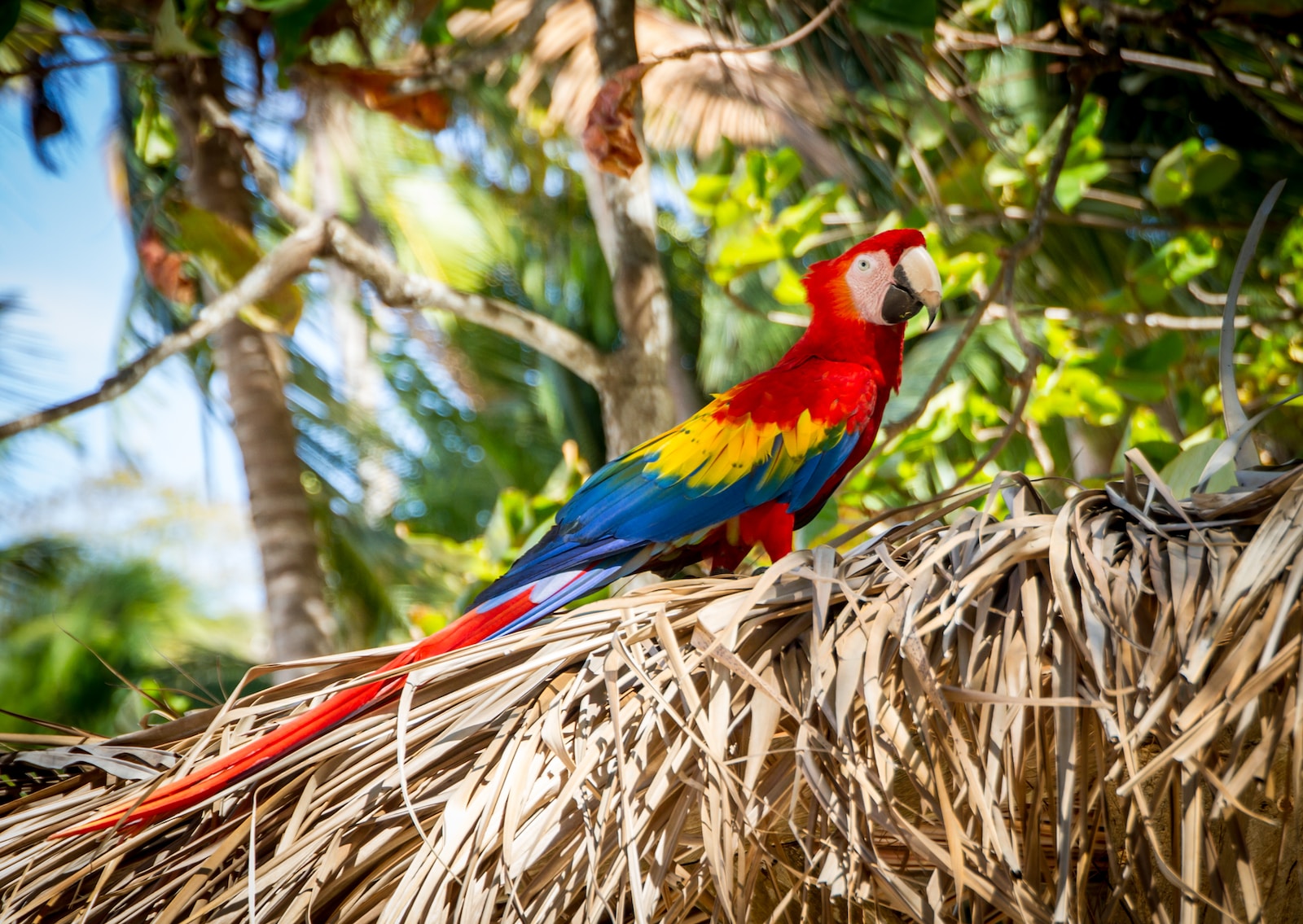 scarlet macaw standing on grass