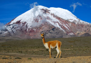 Vicuña - Chimborazo, Ecuador